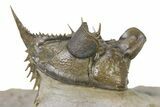Amazing, Tower Eyed Erbenochile Trilobite - Morocco #316435-6